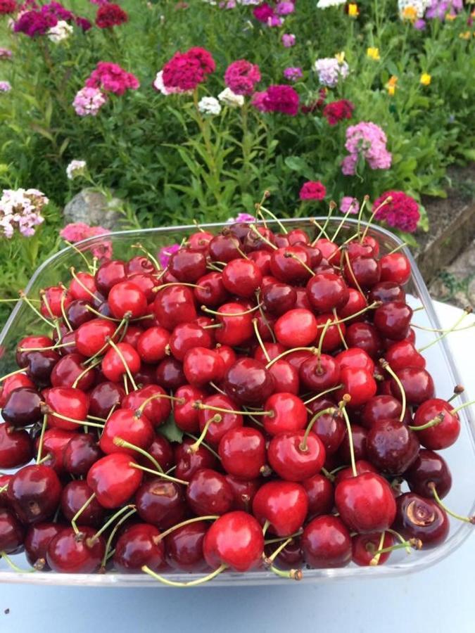 Entre Canal Et Vignes Bed and Breakfast Escolives-Sainte-Camille Εξωτερικό φωτογραφία